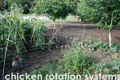 Chicken Rotation Systems